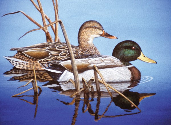 Royal & Langnickel Blue Water Mallards Large Paint By Numbers Pal38